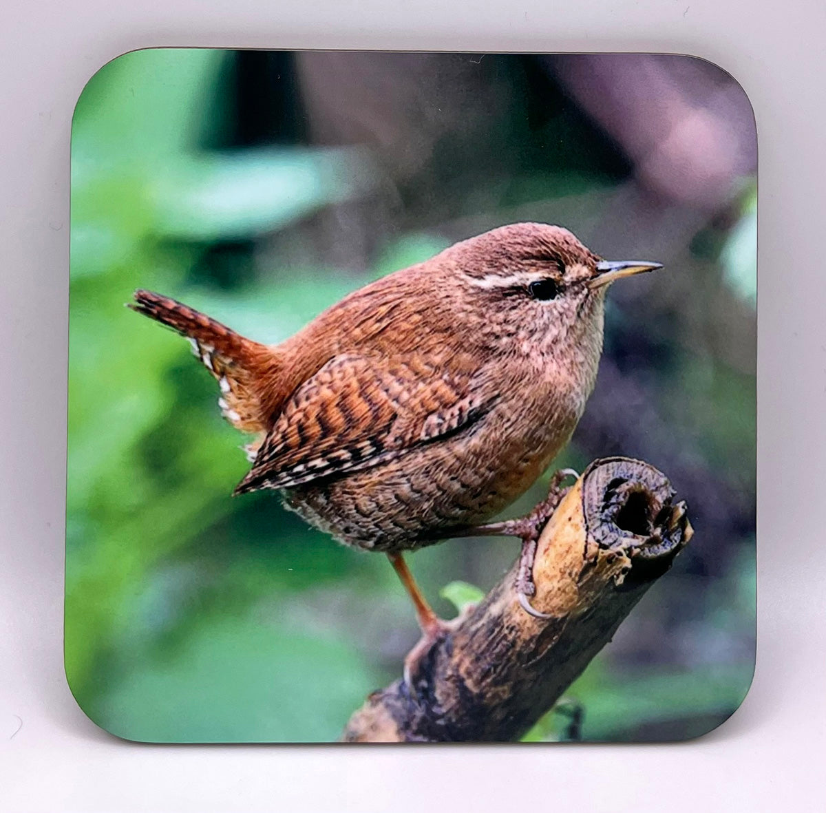 Wren Coaster