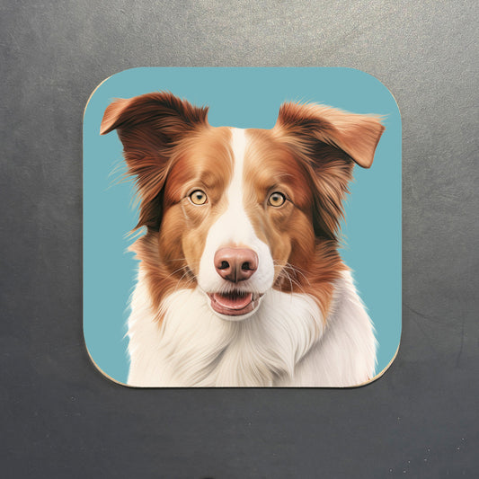 Coaster with a liver and white border collie portrait with a contrasting grey blue background, photographed on a piece of natural slate