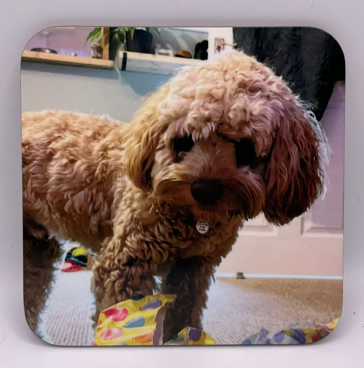 Custom coaster featuring a golden  fluffy poodle cross puppy